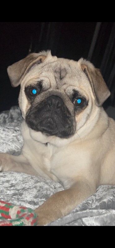 11-Month-Old Pug