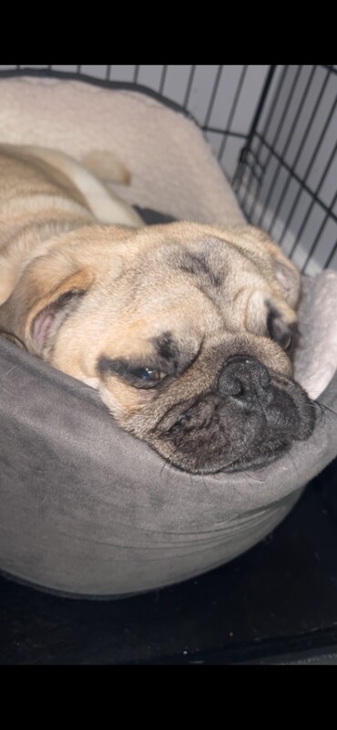 11-Month-Old Pug - Image 2 of 4