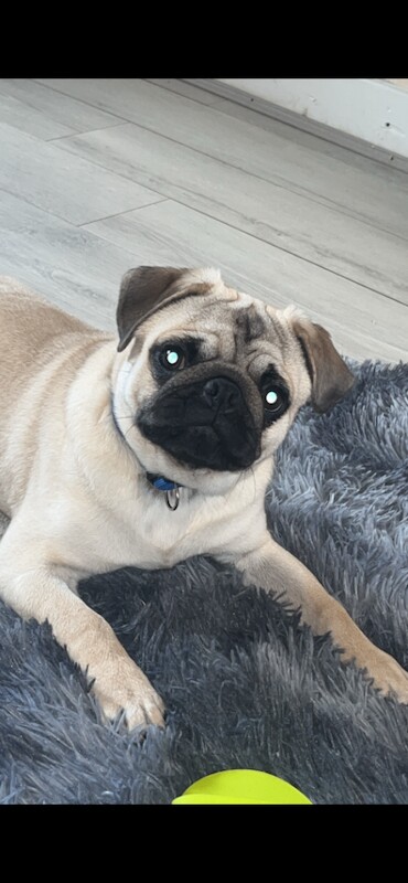 11-Month-Old Pug - Image 3 of 4