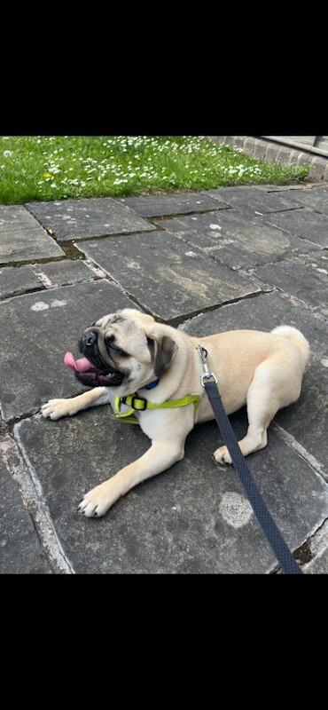 11-Month-Old Pug - Image 4 of 4