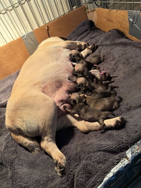 Pug puppies for sale in Lincoln, Lincolnshire – 5 weeks old