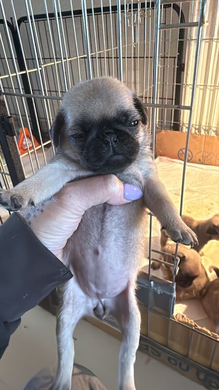 Pug puppies for sale in Lincoln, Lincolnshire – 5 weeks old - Image 2 of 3
