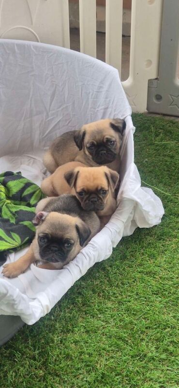 2 Gorgeous Male Pug Puppies Left!!