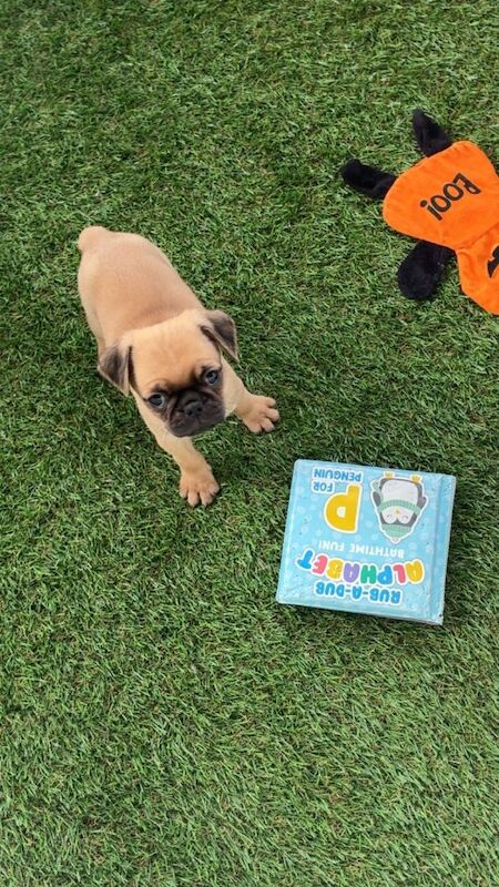2 Gorgeous Male Pug Puppies Left!! - Image 2 of 4