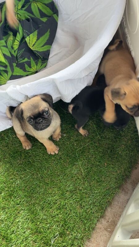 2 Gorgeous Male Pug Puppies Left!! - Image 3 of 4