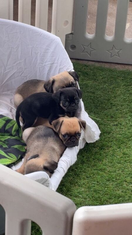 2 Gorgeous Male Pug Puppies Left!! - Image 4 of 4