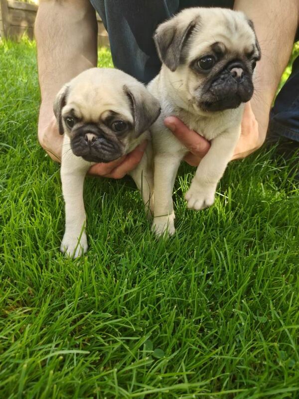 2 lovely pug puppies for sale