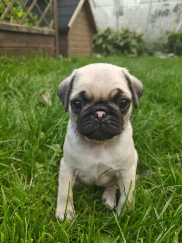 2 lovely pug puppies for sale - Image 2 of 3