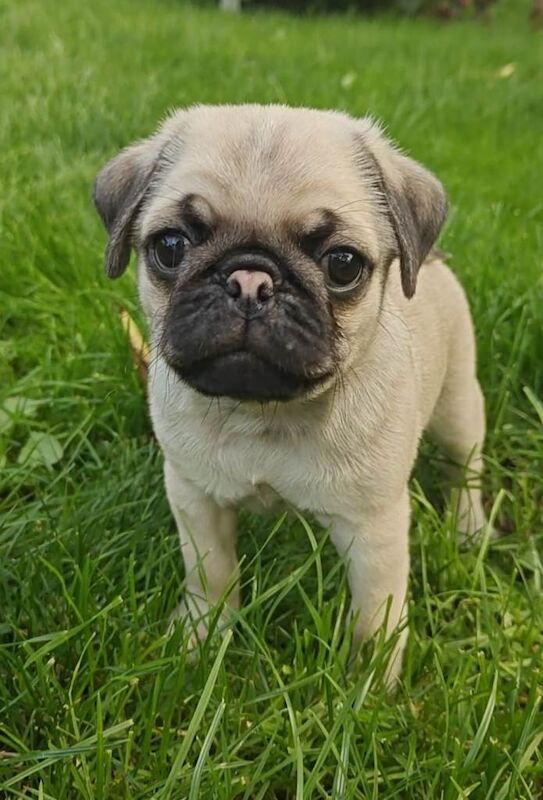 2 lovely pug puppies for sale - Image 3 of 3