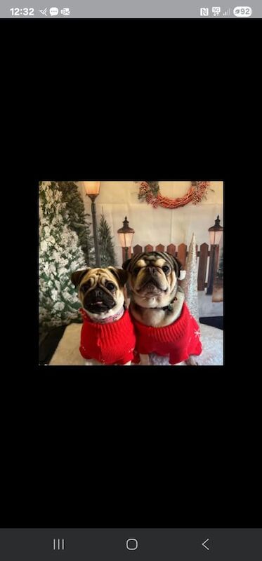 Pug puppies for sale in Mansfield, Nottinghamshire – KC registered, 3 years old