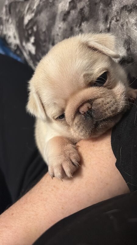 Pug puppies for sale in Dagenham, Greater London – 5 weeks old - Image 2 of 5