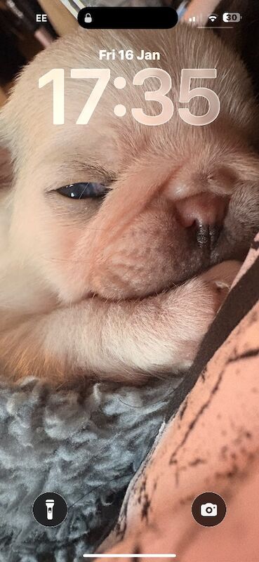 Pug puppies for sale in Dagenham, Greater London – 5 weeks old - Image 3 of 5