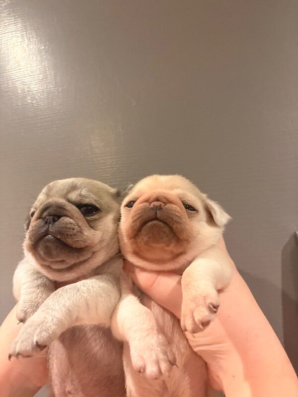 Pug puppies for sale in Dagenham, Greater London – 5 weeks old - Image 4 of 5