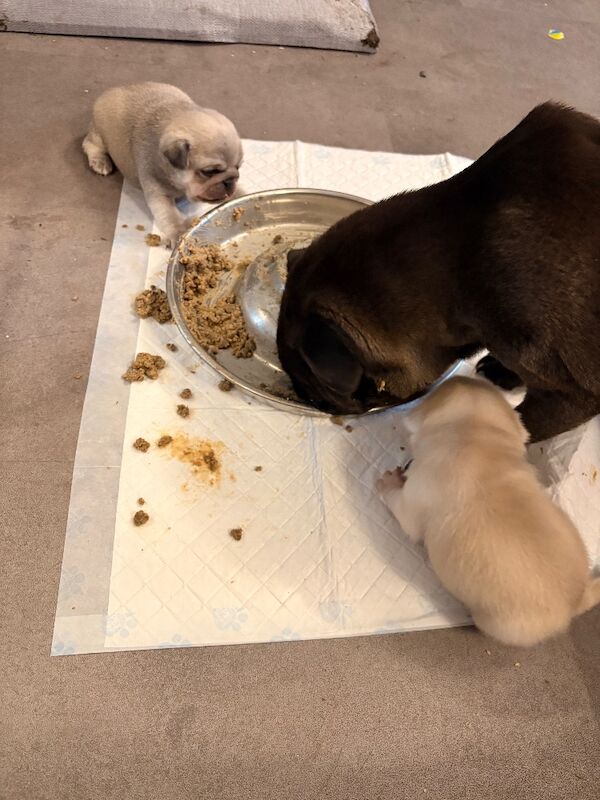 Pug puppies for sale in Dagenham, Greater London – 5 weeks old - Image 5 of 5