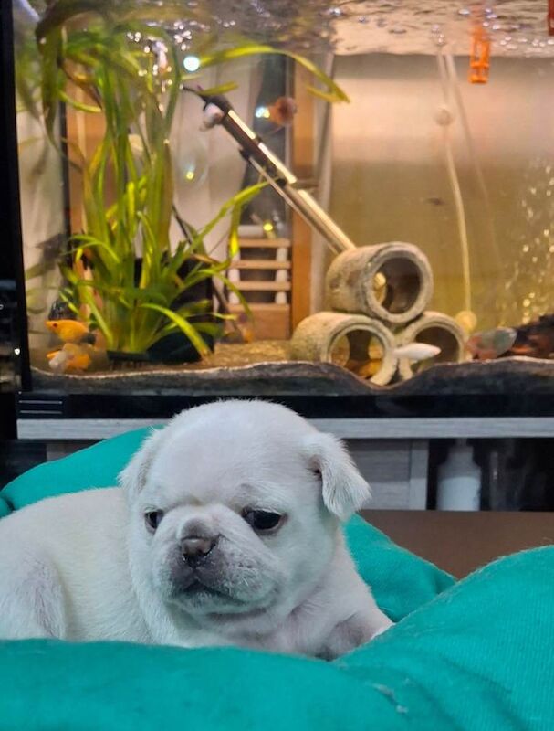 Pug puppies for sale in Romford, Greater London – KC registered, 4 weeks old