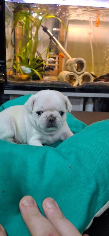 Pug puppies for sale in Romford, Greater London – KC registered, 4 weeks old - Image 3 of 3