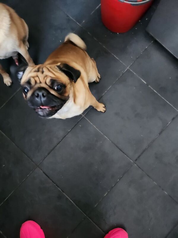 Pug puppies for sale in Pelton, Durham – 1 year old