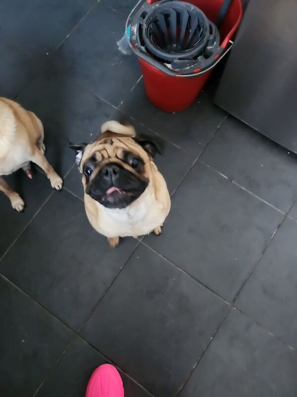 Pug puppies for sale in Pelton, Durham – 1 year old - Image 2 of 3