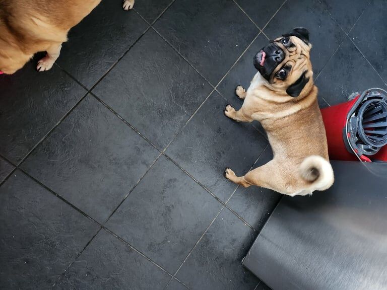 Pug puppies for sale in Pelton, Durham – 1 year old - Image 3 of 3