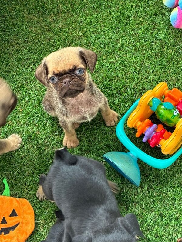 3 Gorgeous Pug puppies