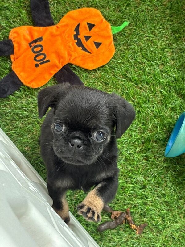 3 Gorgeous Pug puppies - Image 2 of 5