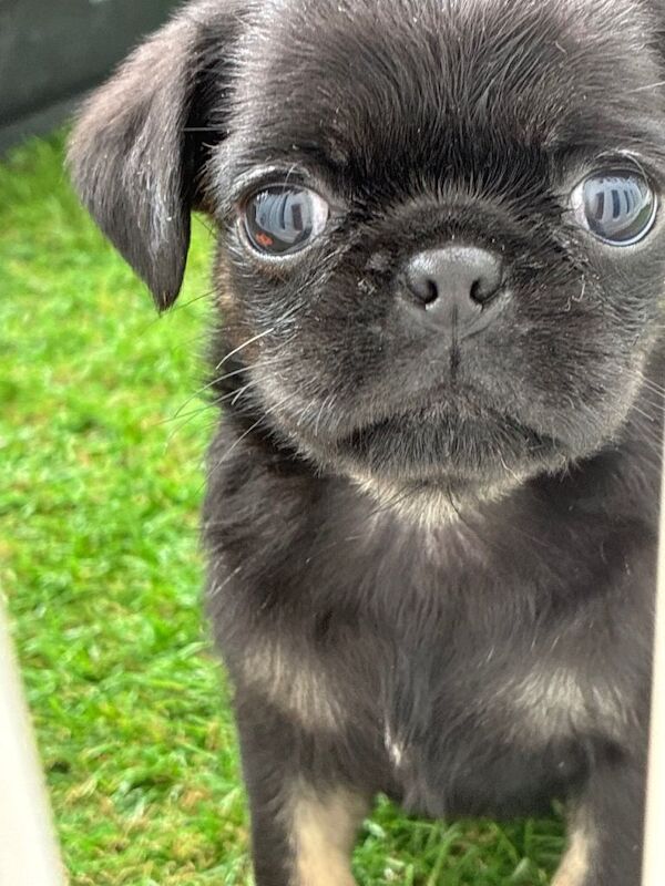 3 Gorgeous Pug puppies - Image 3 of 5