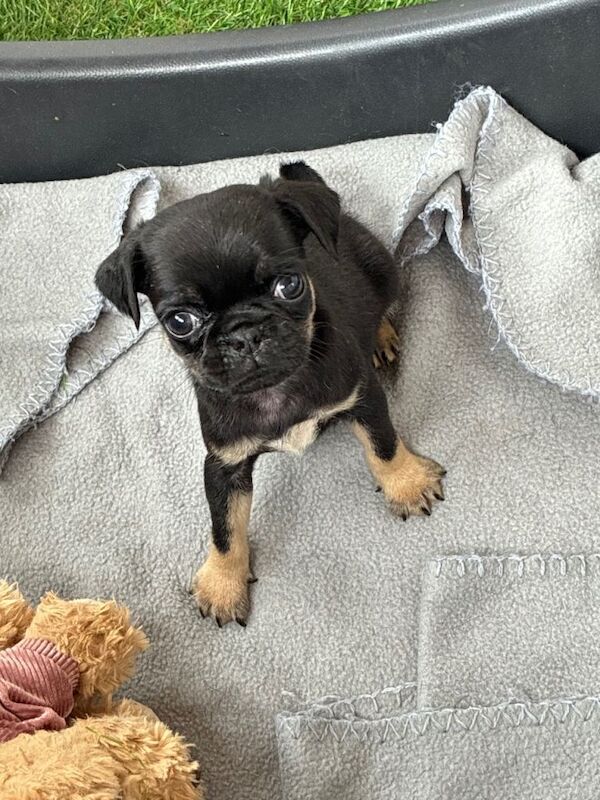 3 Gorgeous Pug puppies - Image 4 of 5