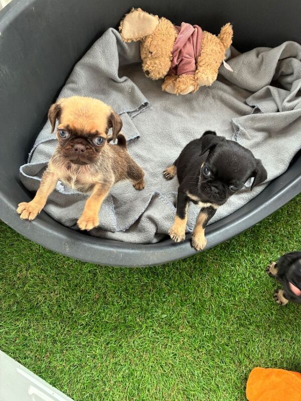 3 Gorgeous Pug puppies - Image 5 of 5