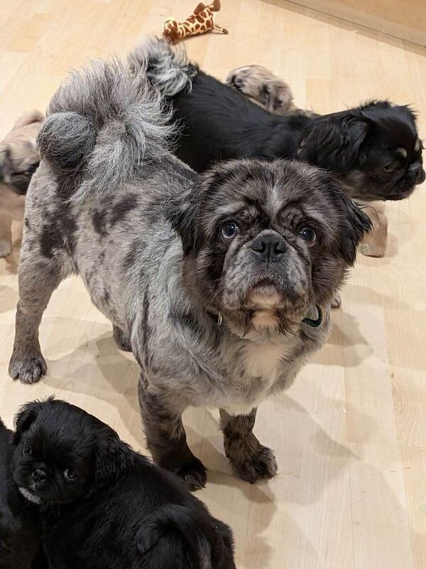 Pug Puppies For Sale Under £1,000