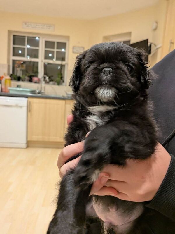 3 gorgeous pug puppies available - Image 2 of 5