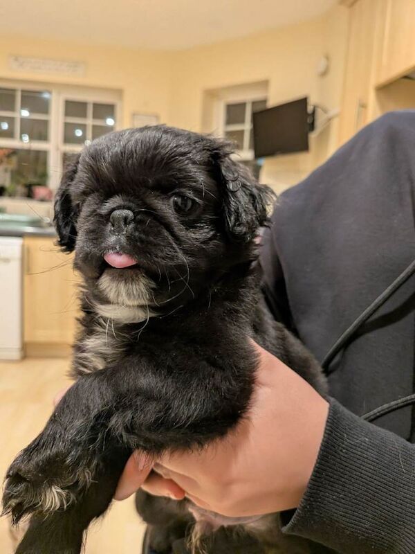 3 gorgeous pug puppies available - Image 3 of 5