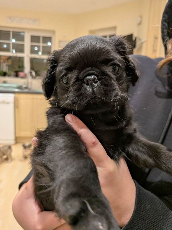3 gorgeous pug puppies available - Image 4 of 5