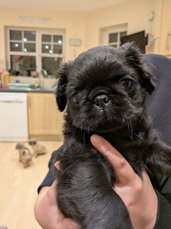3 gorgeous pug puppies available - Image 5 of 5