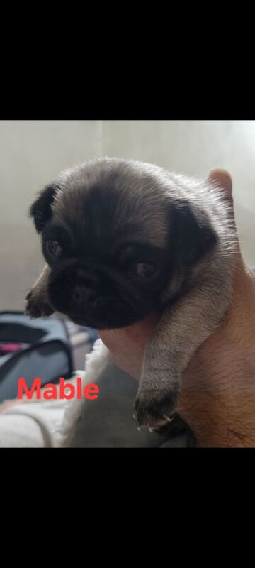 3 x adorable pug pups
