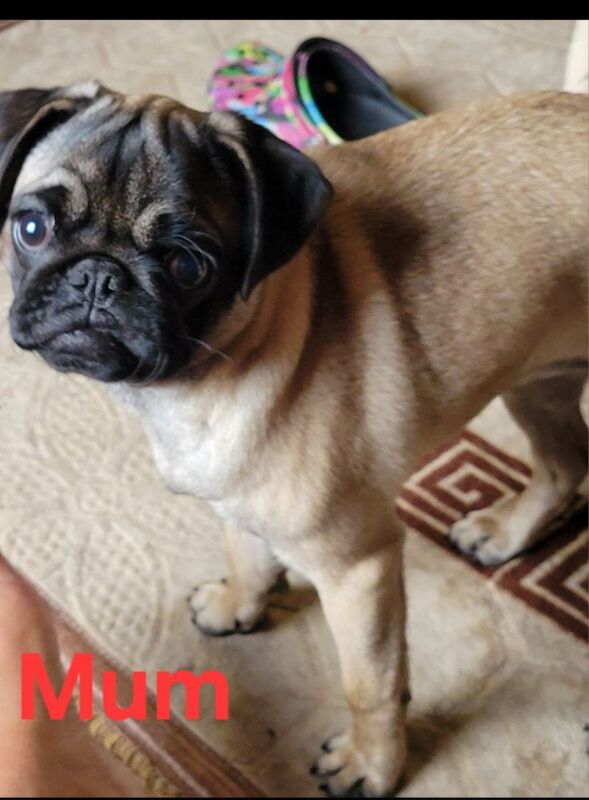 3 x adorable pug pups - Image 2 of 5