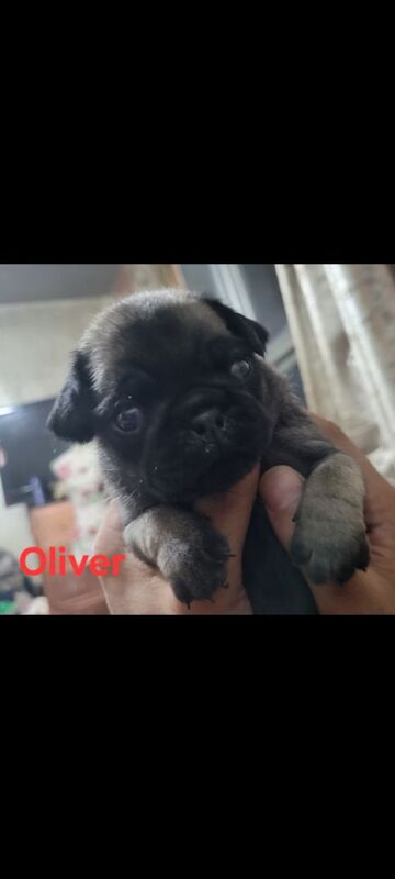 3 x adorable pug pups - Image 3 of 5