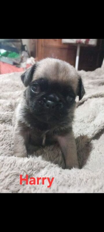 3 x adorable pug pups - Image 4 of 5