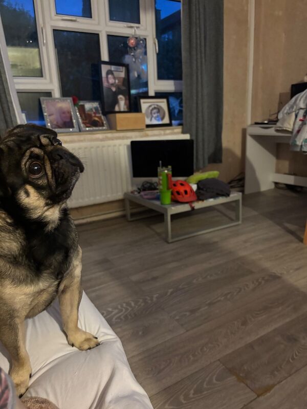 3 year old beautiful male pug for sale