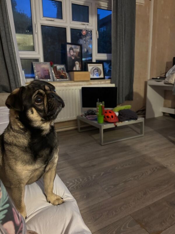 3 year old beautiful male pug for sale - Image 2 of 3
