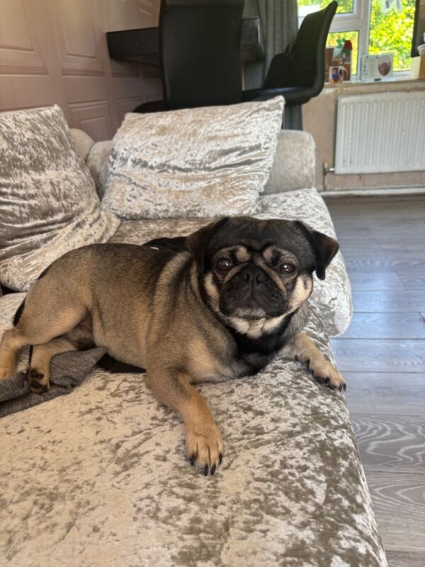 3 year old beautiful male pug for sale - Image 3 of 3