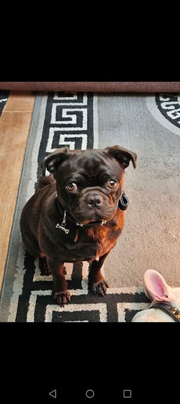 3 year old chocolate female pug for sale in Norwich, Norfolk