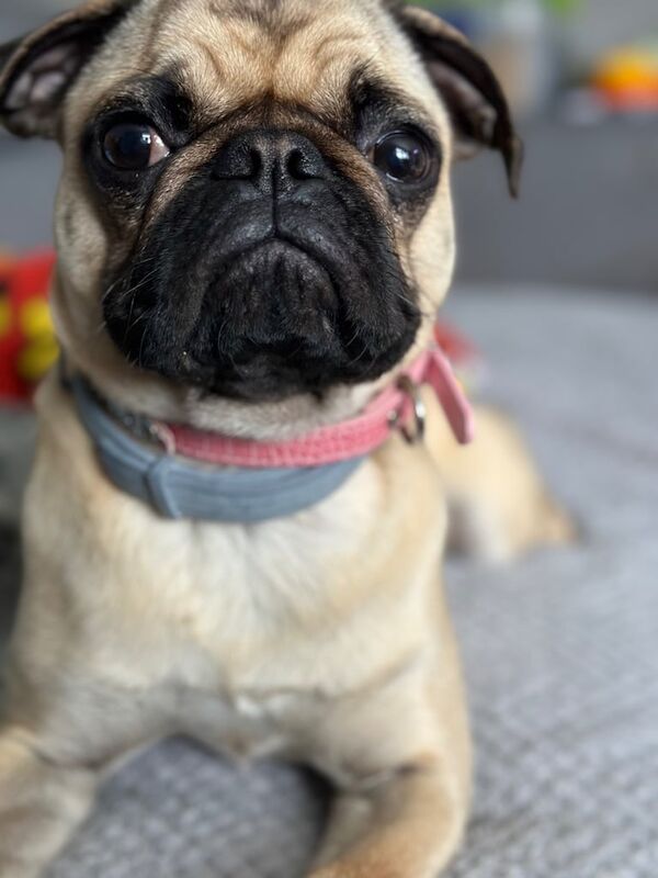 3 years old female pug looking for forever home for sale in Soham, Cambridgeshire - Image 1