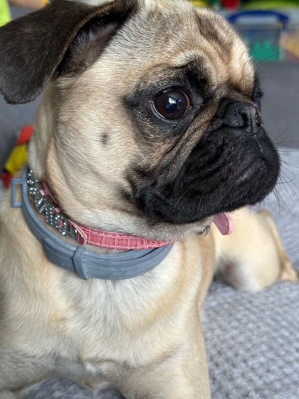 3 years old female pug looking for forever home for sale in Soham, Cambridgeshire - Image 2
