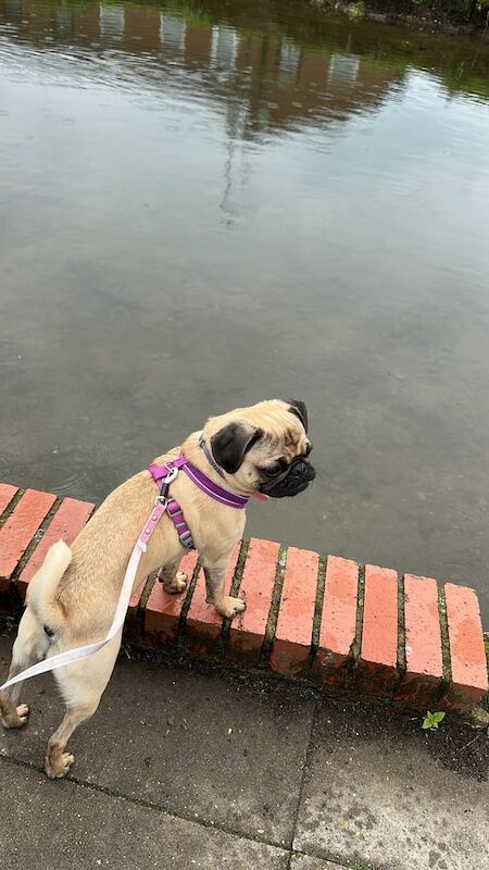 3 years old female pug looking for forever home for sale in Soham, Cambridgeshire - Image 3