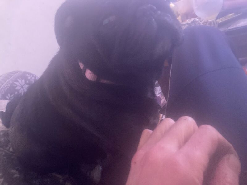 3 years old pug bitch on heat next week &pound;500