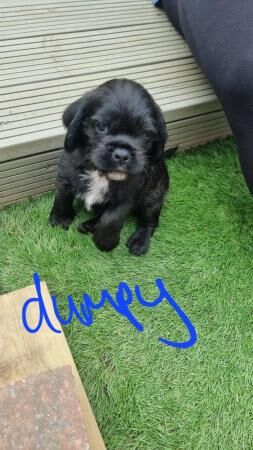 4 Beautiful Pug x Cockapoo puppies for sale in Telford, Shropshire - Image 1