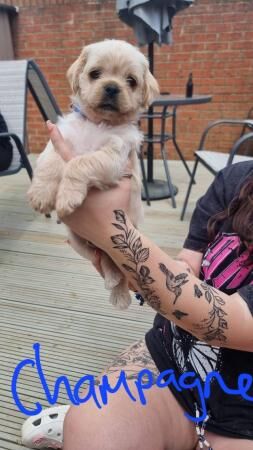 4 Beautiful Pug x Cockapoo puppies for sale in Telford, Shropshire - Image 2