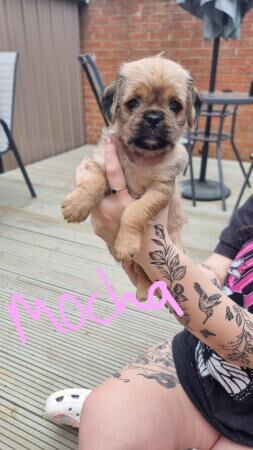 4 Beautiful Pug x Cockapoo puppies for sale in Telford, Shropshire - Image 3