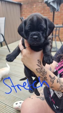 4 Beautiful Pug x Cockapoo puppies for sale in Telford, Shropshire - Image 4