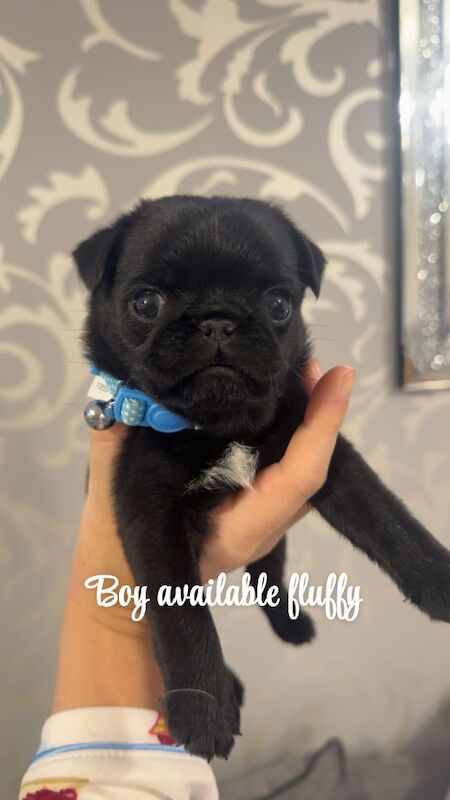 5 beautiful pug pups / 1 girl 2boys left ready to leave on 23rd October!!!